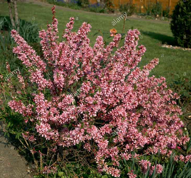 K&auml;&auml;pi&ouml;mantelli